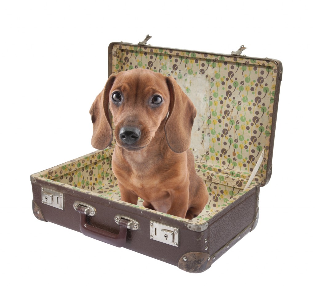 dachshund in suitcase