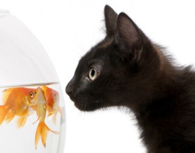 Cat And Fish