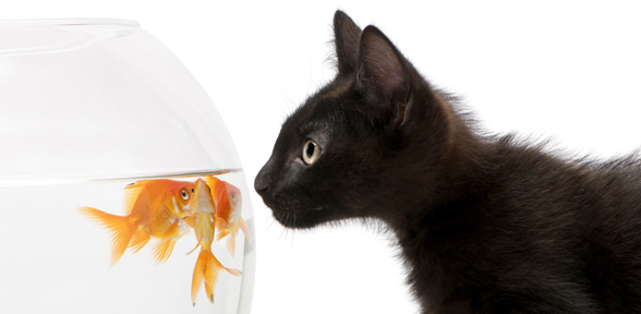 Cat And Fish