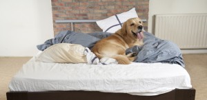 Overnight Stays