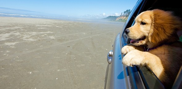 Beach Safety And Your Dog This Summer