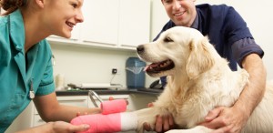 Trips To The Vet