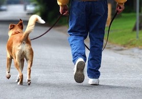 man walking the dog down the street, dog sitting services