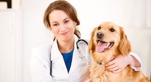 Don’t Fret; We’ll Take Your Dog To The Vet