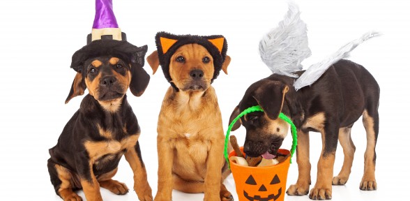 10 Halloween Safety Tips For Your Pets