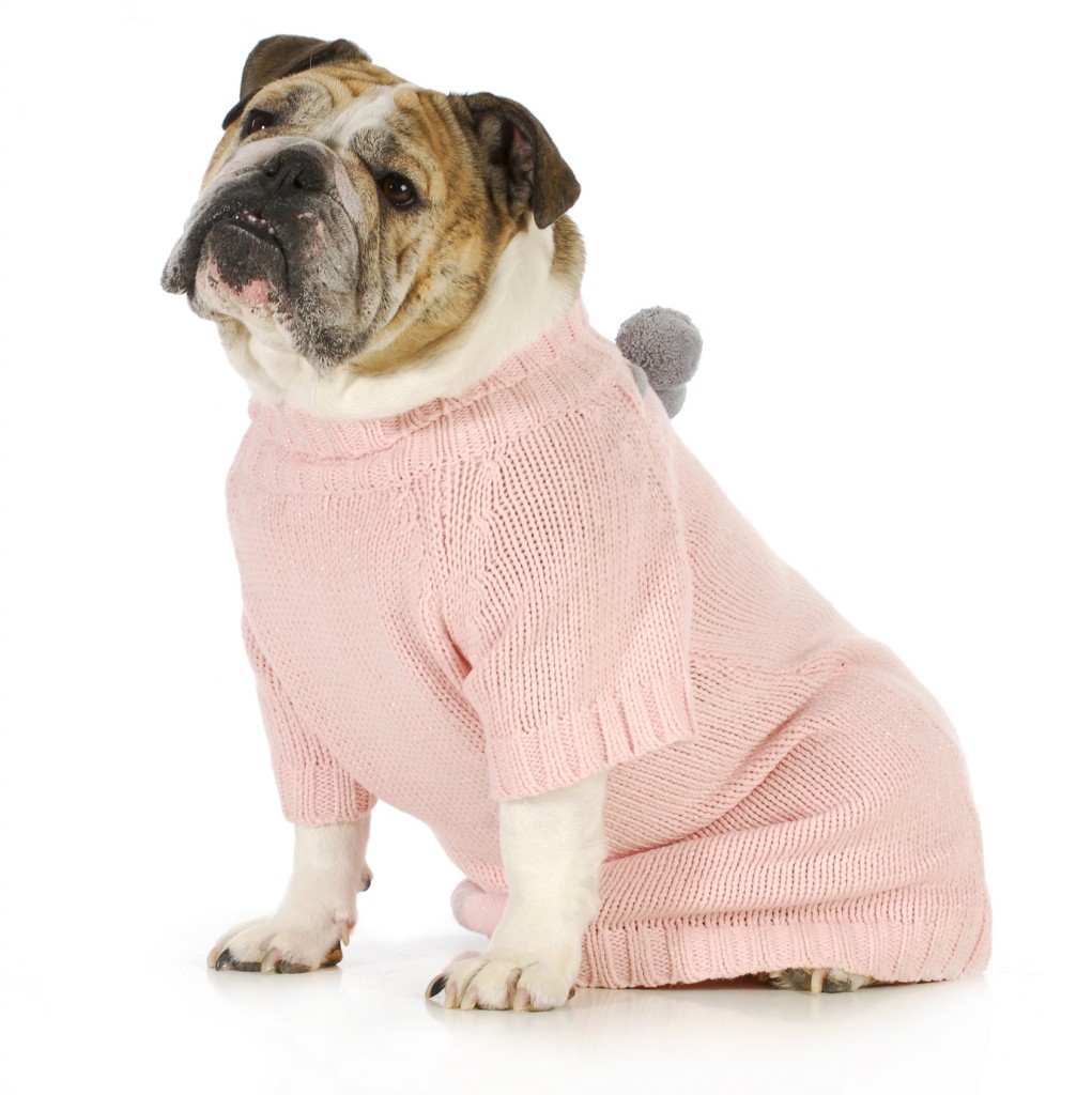 dog wearing sweater