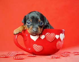 Puppy in TeaCup