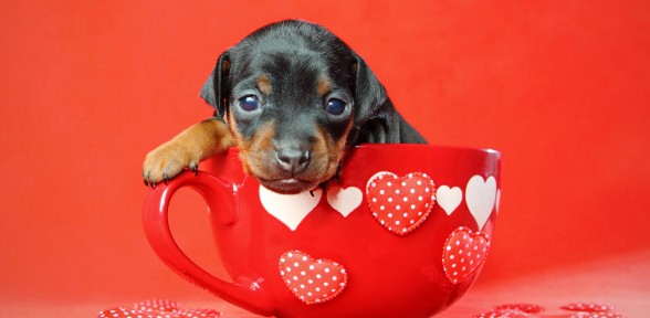 Celebrate Valentine’s Day With Your Pet