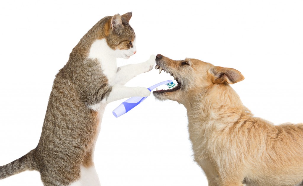 Cat Brushing Dog's Teeth