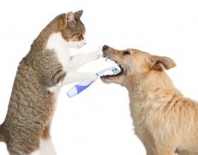 Cat Brushing Dog's Teeth