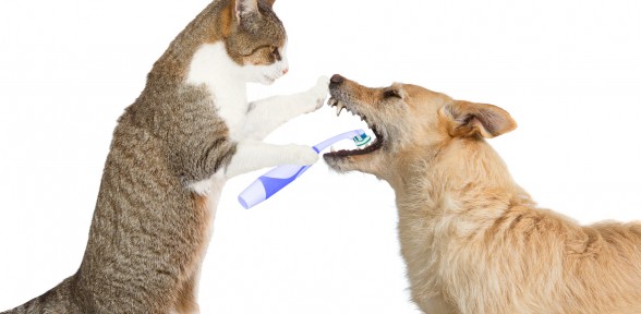 February is National Pet Dental Health Month