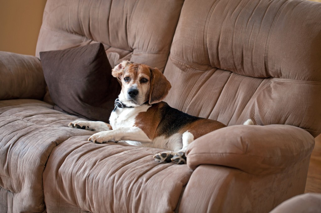 Beagle dog laying on the couch