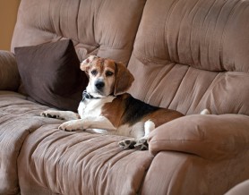 Beagle dog laying on the couch