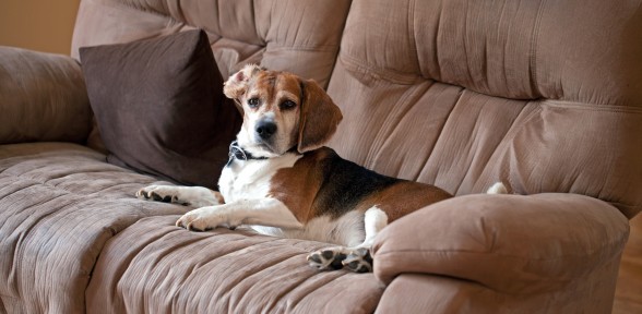 Taking a Spring Vacation? Think In-Home Pet Sitters