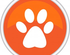 Orange paw print button