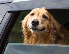 Dog Hanging out of car window