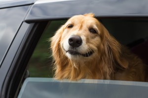 Dog Hanging out of car window