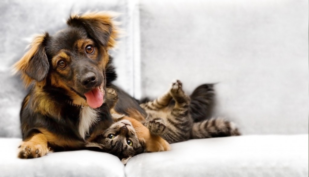 dog and cat on couch