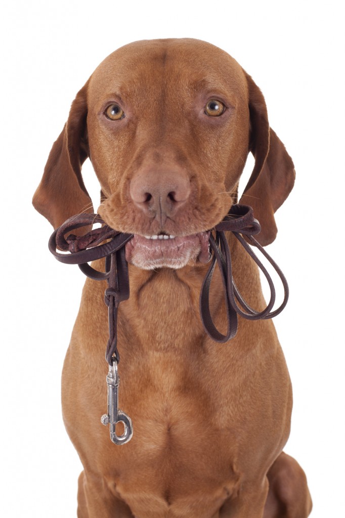 dog with leash in mouth