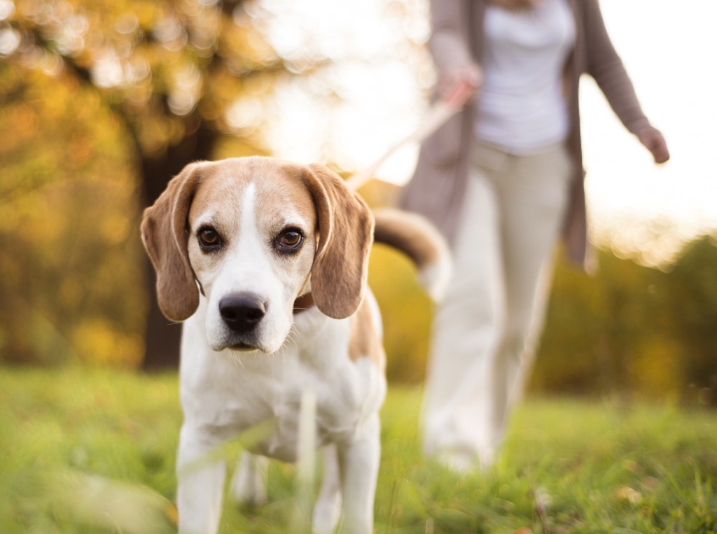 woman walking dog