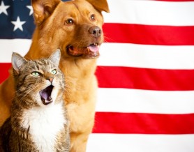 Dog and cat with US flag