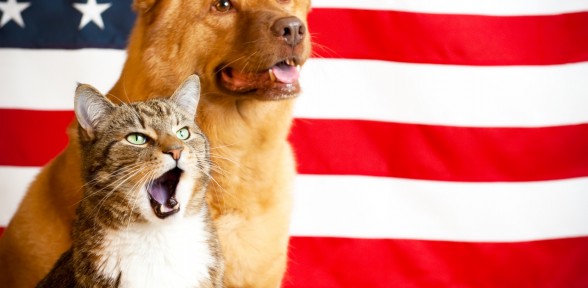 Keep Your Pets Safe this Fourth of July