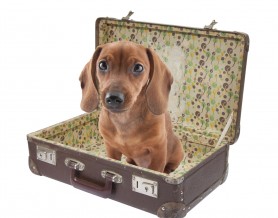 dachshund in suitcase