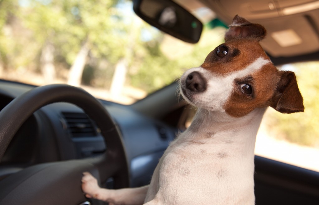 Dog in Driver's Seat