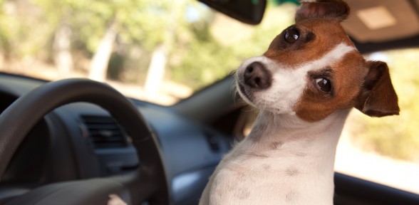 Tips For a Road Trip With Your Dog