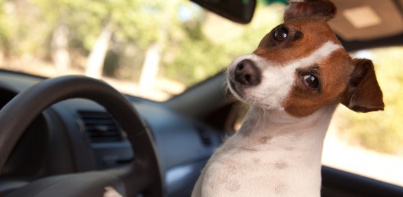 Car Safety For Dogs