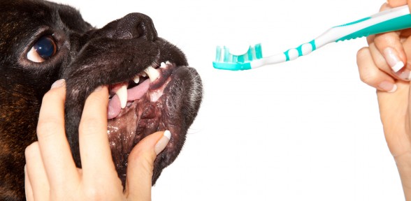 Help Your Pet Celebrate National Fresh Breath Day