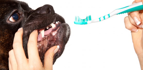 February Is National Pet Dental Health Month