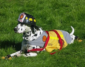 in home pet sitters melbourne florida national fire pup day