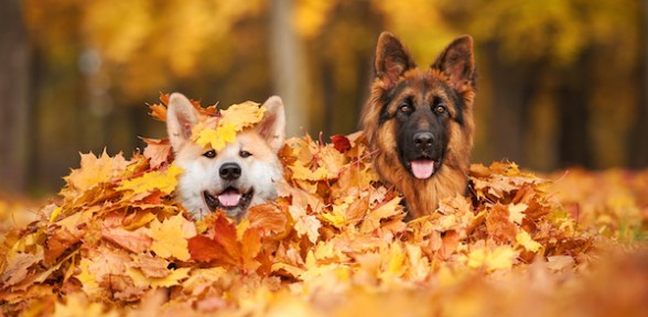 Preparing Your Pet For Cooler Weather