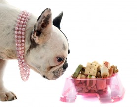 dog in pink pearls, bull dog