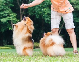 Pomeranian doing trick for treat, outside