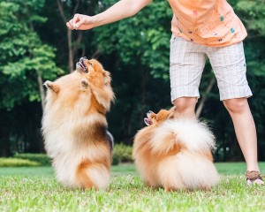 Pomeranian doing trick for treat, outside