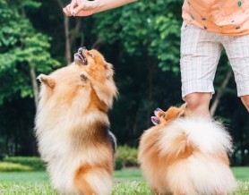 Dog on hind legs, outside