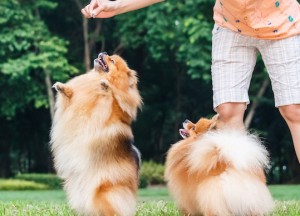 Dog on hind legs, outside