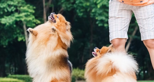 Celebrate National Dog Biscuit Day with Your Tail-Wagging Friends