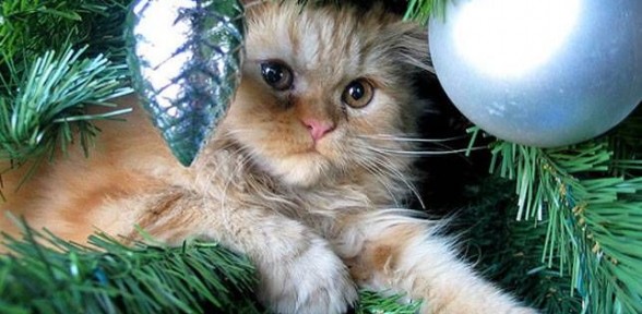 Christmas Tree Safety And Your Cat