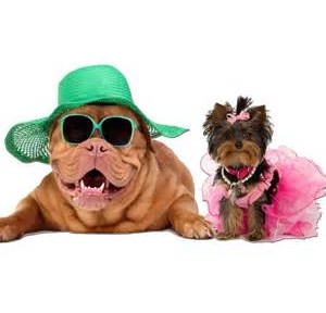 Four Fun Ways To Participate In Dress Your Pet Day: January 14, 2017