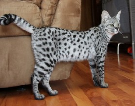 savannah cat