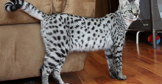 Is a Savannah Cat Right For Your Home?