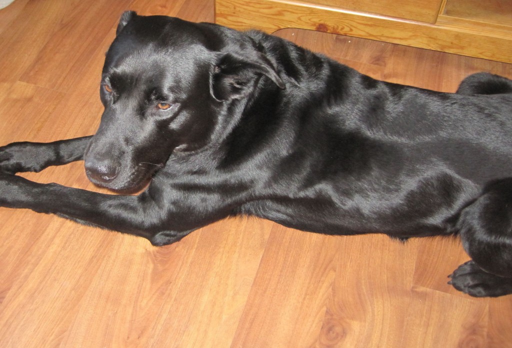 Best Flooring For Pet Owners