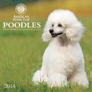 poodles-american-kennel-club-2014-calendar